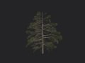 Tree 030 3D Model