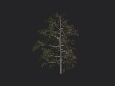 Tree 030 3D Model