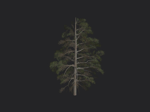 Tree 030 3D Modell