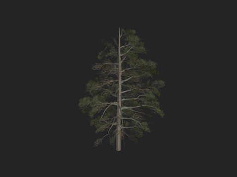Tree 030 3D Model