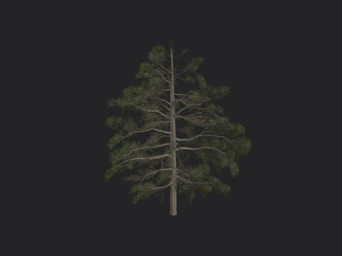 Tree 030 3D Model