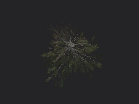 Tree 030 3D Modell