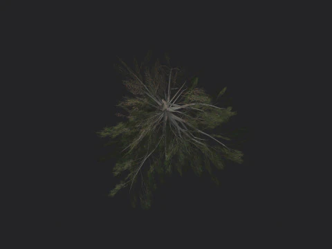 Tree 030 3D Model