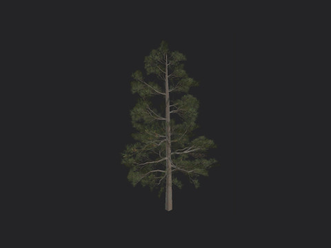 Tree 031 3Dモデル