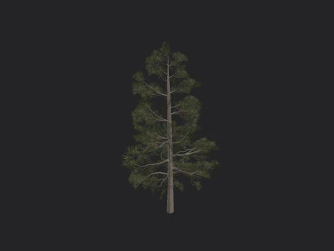 Tree 031 3D Модель