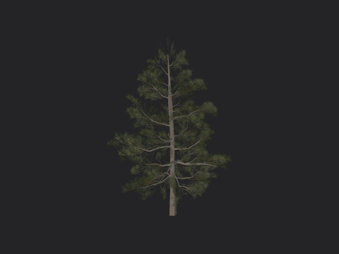 Tree 031 3D Model