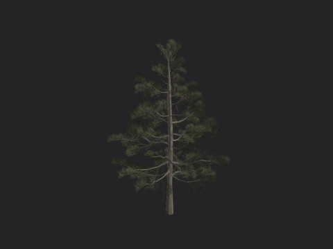 Tree 031 3D Model