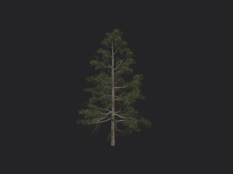 Tree 031 3D Model