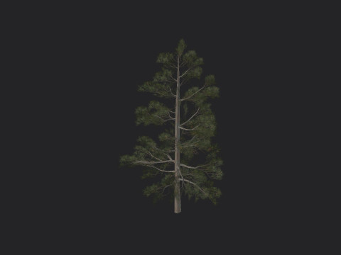 Tree 031 3D Model