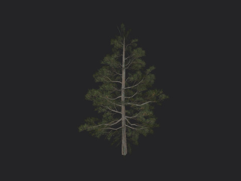 Tree 031 3D Model