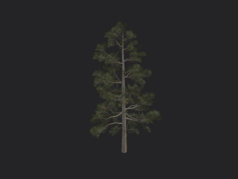 Tree 031 3D Model