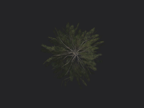 Tree 031 3D Model