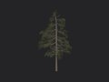Tree 032 3D Model