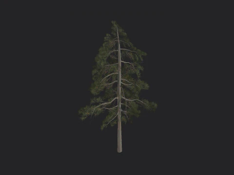 Tree 032 3D Model