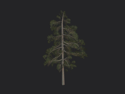 Tree 032 3Dモデル