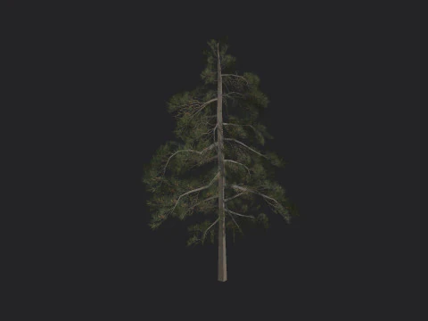 Tree 032 3D Model