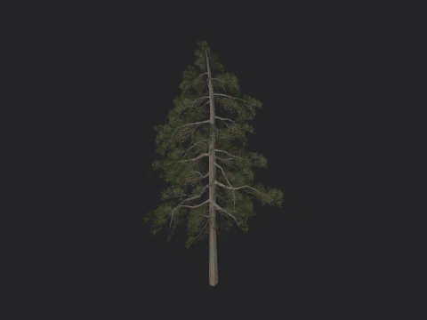 Tree 032 3D Model