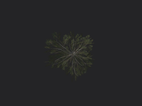 Tree 032 3Dモデル