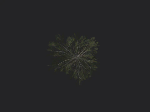 Tree 032 3D Model