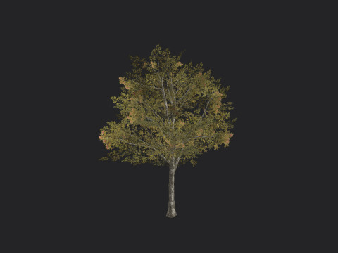 Tree 033 3D 모델