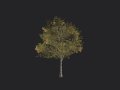 Tree 033 3D Model