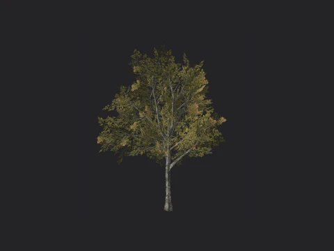 Tree 033 3D Model