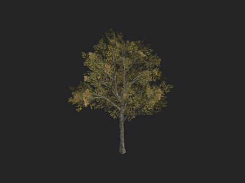 Tree 033 Modelo 3D
