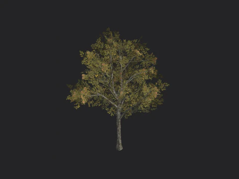 Tree 033 3D Model