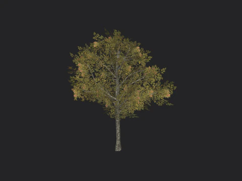 Tree 033 3D Model