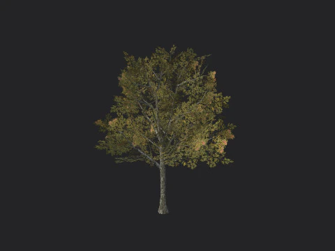 Tree 033 3D Model