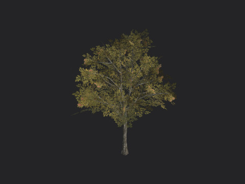 Tree 033 Modelo 3D