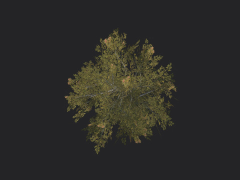 Tree 033 Modelo 3D