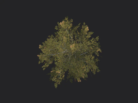 Tree 033 3D Model