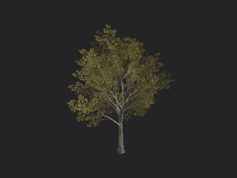 Tree 034 3D Model