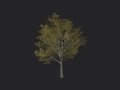 Tree 034 3D Model