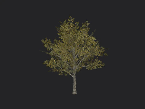 Albero 034 Modello 3D