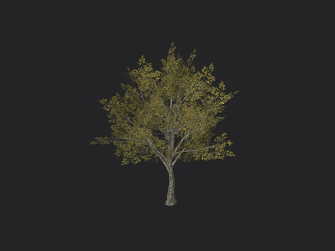 Albero 034 Modello 3D