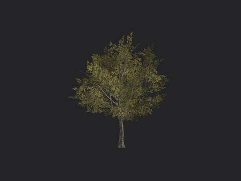 Tree 034 3D Model