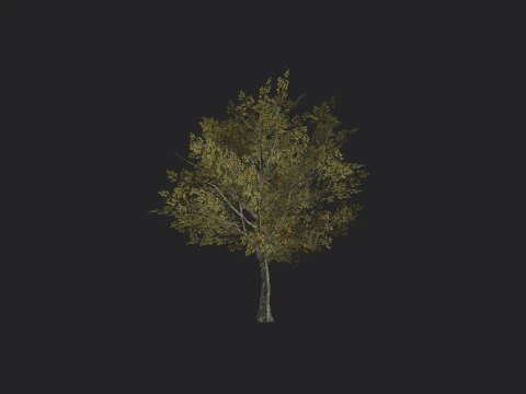 Albero 034 Modello 3D
