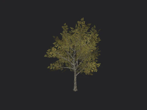 Albero 034 Modello 3D
