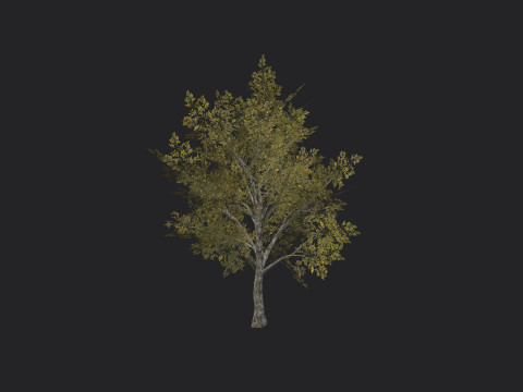 Tree 034 3D Model