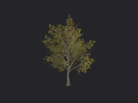 Albero 034 Modello 3D