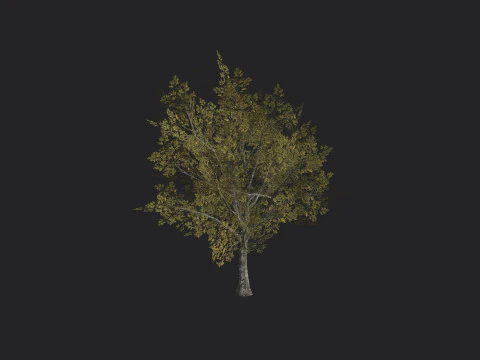 Albero 034 Modello 3D