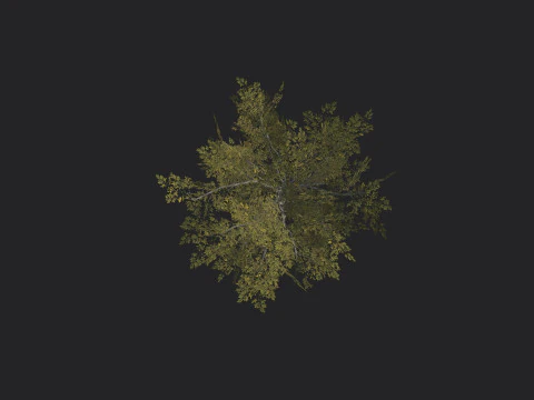 Albero 034 Modello 3D