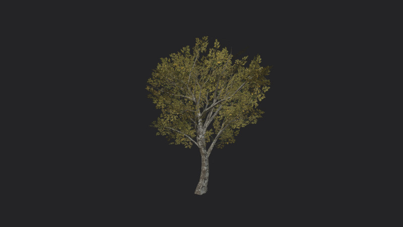 Tree 035 3D Model .c4d .max .obj .3ds .fbx .stl .blend 