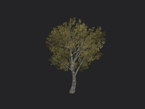 Tree 035 3D 모델