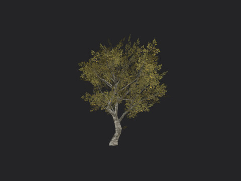 Tree 035 3D Model