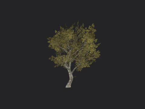 Tree 035 3D Model