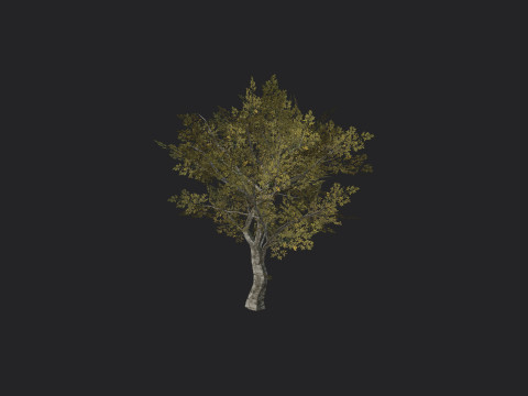 Tree 035 3D Model