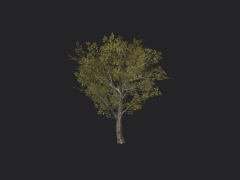 Tree 035 3D Model